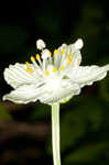 Kidneyleaf grass of Parnassus